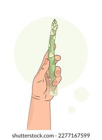 Green asparagus. Asparagus in hand. A vegetable in a human hand. Healthy food. Isolated vector illustration white background. Green vegetable. 