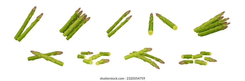 Green Asparagus Spears and Stalks Vegetable Vector Set