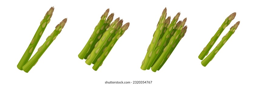 Green Asparagus Spears and Stalks Vegetable Vector Set