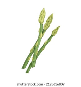 Green asparagus sprouts. Fresh food plant. Sparrow grass stems. Raw vegetarian sparrowgrass. Realistic detailed hand-drawn vector illustration of vegetable isolated on white background