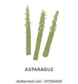 Green asparagus stems isolated on white. Raw fresh vegetables. Hand drawn vector illustration. Ingredient for Mediterranean cuisine. Flat Icon of organic dietary vegetable for healthy nutrition.