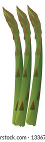 Green asparagus vector illustration of vegetables on white background.