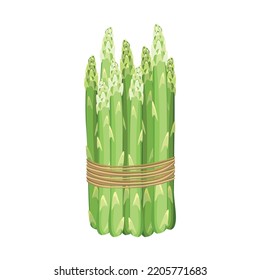 Green asparagus wrapped in rope. Food. Vegetable. Healthy. Isolated object on a white background. Vector. 