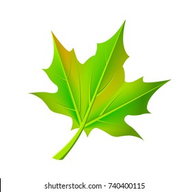 Green autumn leaf fallen from maple tree vector illustration in realistic design isolated on white. Beautiful editable fall object in flat style