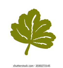 Green autumn leaf isolated vector illustration