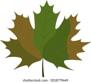 Green autumn maple leaf. Delicate autumn colors. Autumn time. Canada Day.