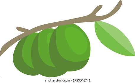 Green avocado on tree, illustration, vector on white background