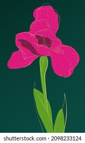 Green background with bright iris flower.