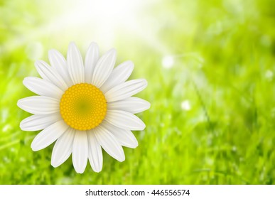 Green Background with chamomile flower, summer vector illustration.