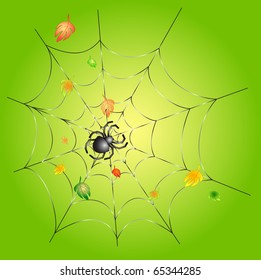 Green background with leafs and a spider on a web
