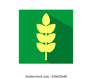 green background paddy wheat plant flora image vector icon