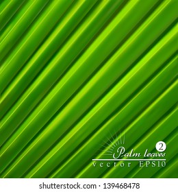 Green background. Palm leaves. 