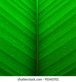 Green background of  texture leaf and drops.Vector eps10