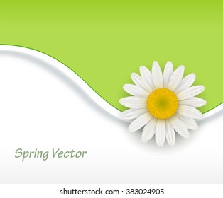 Green Background with white chamomile flower, vector illustration