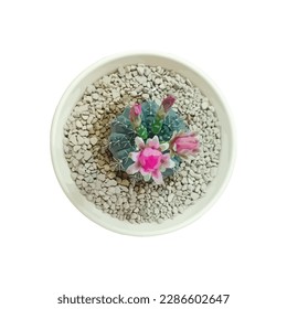 Green ball cactus with pink flower on white stone in the white pot isolated on white background as vector. Top view