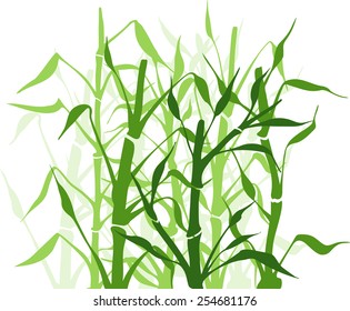 Green bamboo