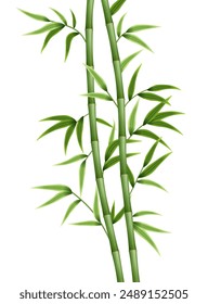 Green bamboo background. Bamboo stems, branches and leaves