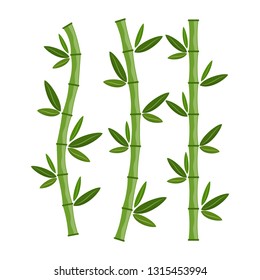 Green bamboo branches and leaves. Vector illustration. Bamboo stems. Bamboo icon.
