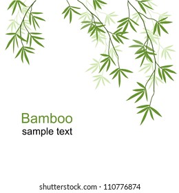 Green bamboo branches on a white background