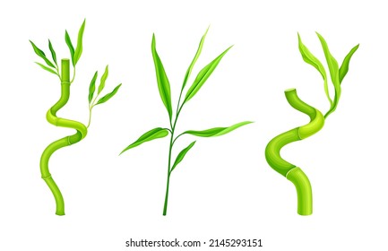 Green bamboo branches set. Tropical organic plant vector illustration