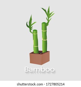 green bamboo with brown pots and gray background