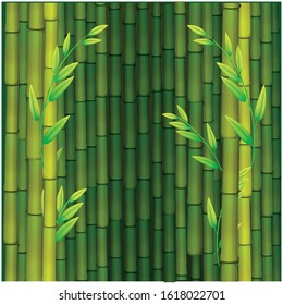 Green Bamboo design background. Bamboo template. Bamboo leaf.