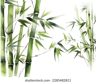 Green bamboo grove isolated on white background

