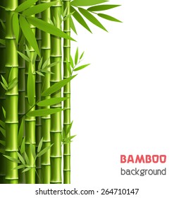 Green bamboo grove isolated on white background