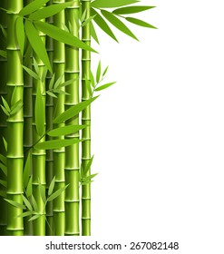 Green bamboo grove isolated on white background