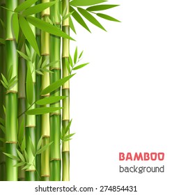 Green bamboo grove isolated on white background