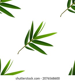  green bamboo illustration. isolated on white background. perfect for illustration and background