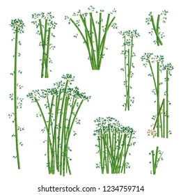 Green bamboo illustration set. Vector.