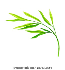 Green Bamboo Leaf Isolated on White Background Vector Illustration