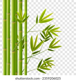 Green bamboo with leaves. Realistic tropical plants decoration on transparent background. Vector illustration.
