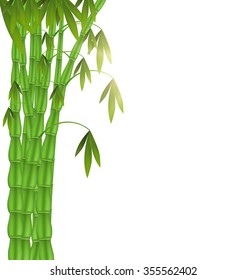 Green Bamboo left side on white background