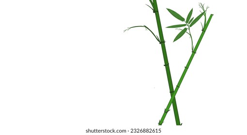 Green bamboo plant stems with white background