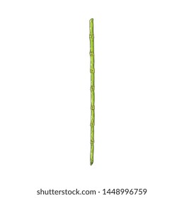 Green bamboo stem in sketch style isolated on white background - hand drawn vector illustration of traditional chinese or japanese plant stick for oriental natural floral design.