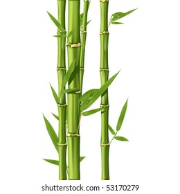 Green Bamboo stems isolated on the white background