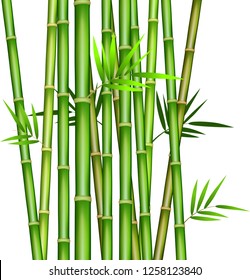 Green bamboo stems and leaves