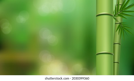 Green bamboo stems and leaves close up with copy space, isolated on green blurred background. Vector Illustration