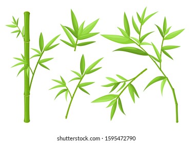 Green bamboo stems and leaves colorful vector illustrations set. Asian exotic tropical plants isolated on white background. China rainforest oriental flora. Jungle trees collection.