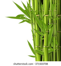 Green bamboo stems with leaves - grove background