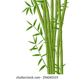 Green bamboo stems with leaves isolated on white background