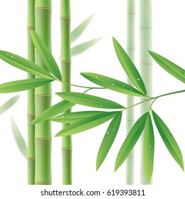 Green bamboo stems with leaves on white. Vector illustration