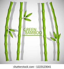 Green bamboo stems and leaves vector