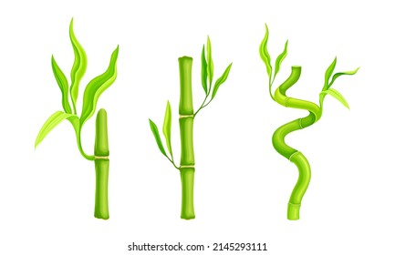Green bamboo stems set. Tropical organic plant branches vector illustration