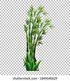 Green bamboo tree on transparent background illustration