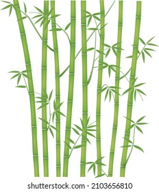              Green Bamboo vector illustration isolated on white background