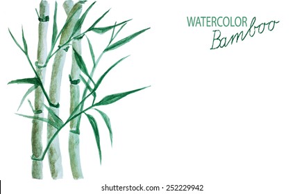 Green Bamboo Watercolor Isolated On White Background. Vector Eps10