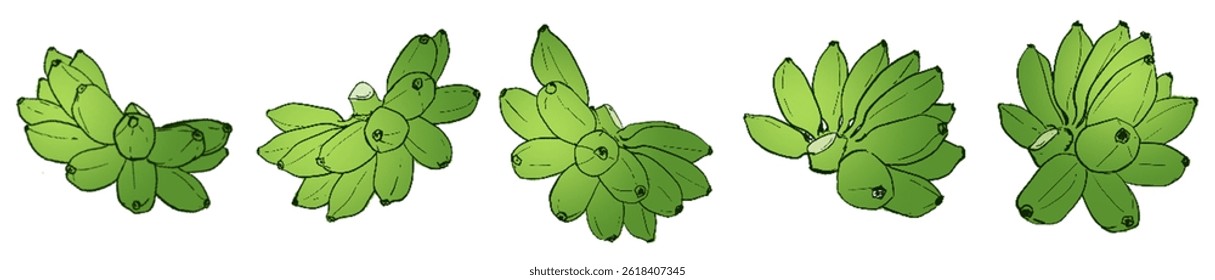 Green Banana Bunches – Tropical Herbal Fruit Illustration Set